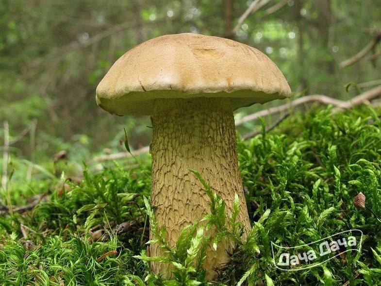 Желчный гриб: +22 фото и описание, как отличить от белого, съедобный или нет?
