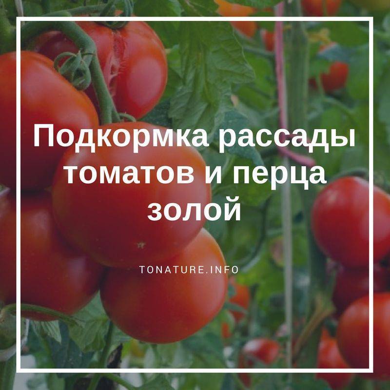 Зола для рассады томатов и перца
