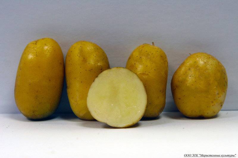 Тип картофельного плода