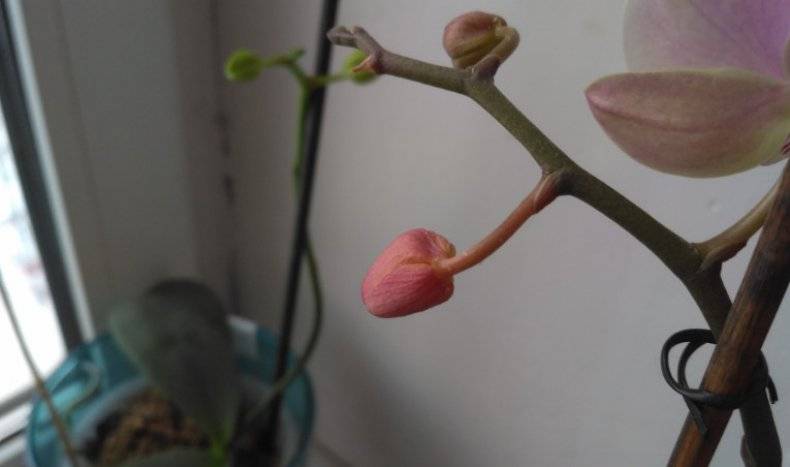 Почему у орхидеи опадают бутоны и ещё нераспустившиеся цветы? что делать в этом случае? – дачные дела