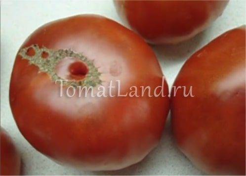 Томат король гигантов: отзывы фермеров, их советы о том, как использовать такие крупные помидоры и фото урожая