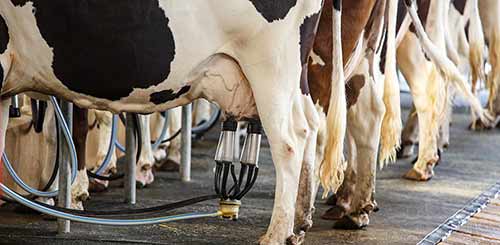 Раздой коров: как раздоить корову после отела