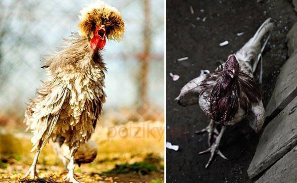 Почему цыплята опускают крылья и дохнут: как и чем лечить? причины, симптомы, препараты, профилактика