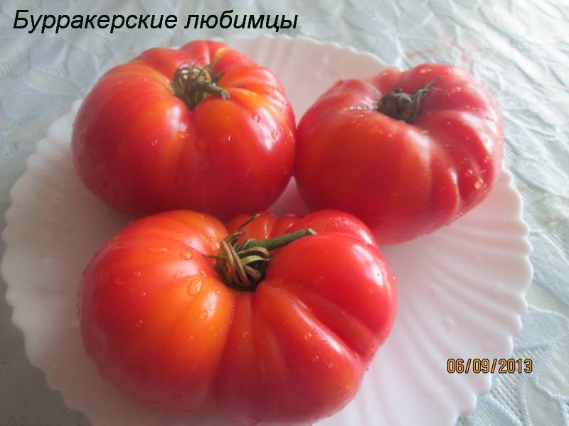 Томат бурракерские любимцы: отзывы, фото, урожайность, описание и характеристика | tomatland.ru