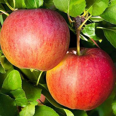 Описание сорта яблони московское зимнее: фото яблок, важные характеристики, урожайность с дерева