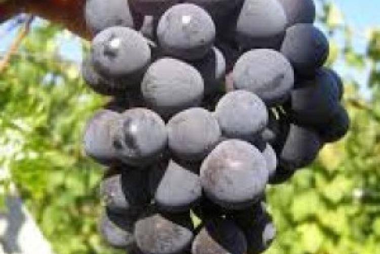 Левокумский виноград: описание сорта и особенности ухода