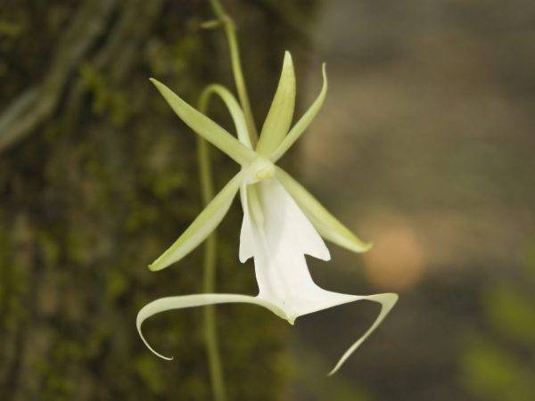 Орхидея необычных форм и цветов, интересные горшки, самая яркая, различные цветки, фото и видео от специалистов