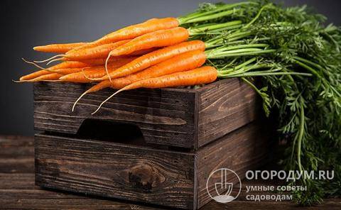 Как хранить морковь в погребе: гид по способам и частые ошибки новичков