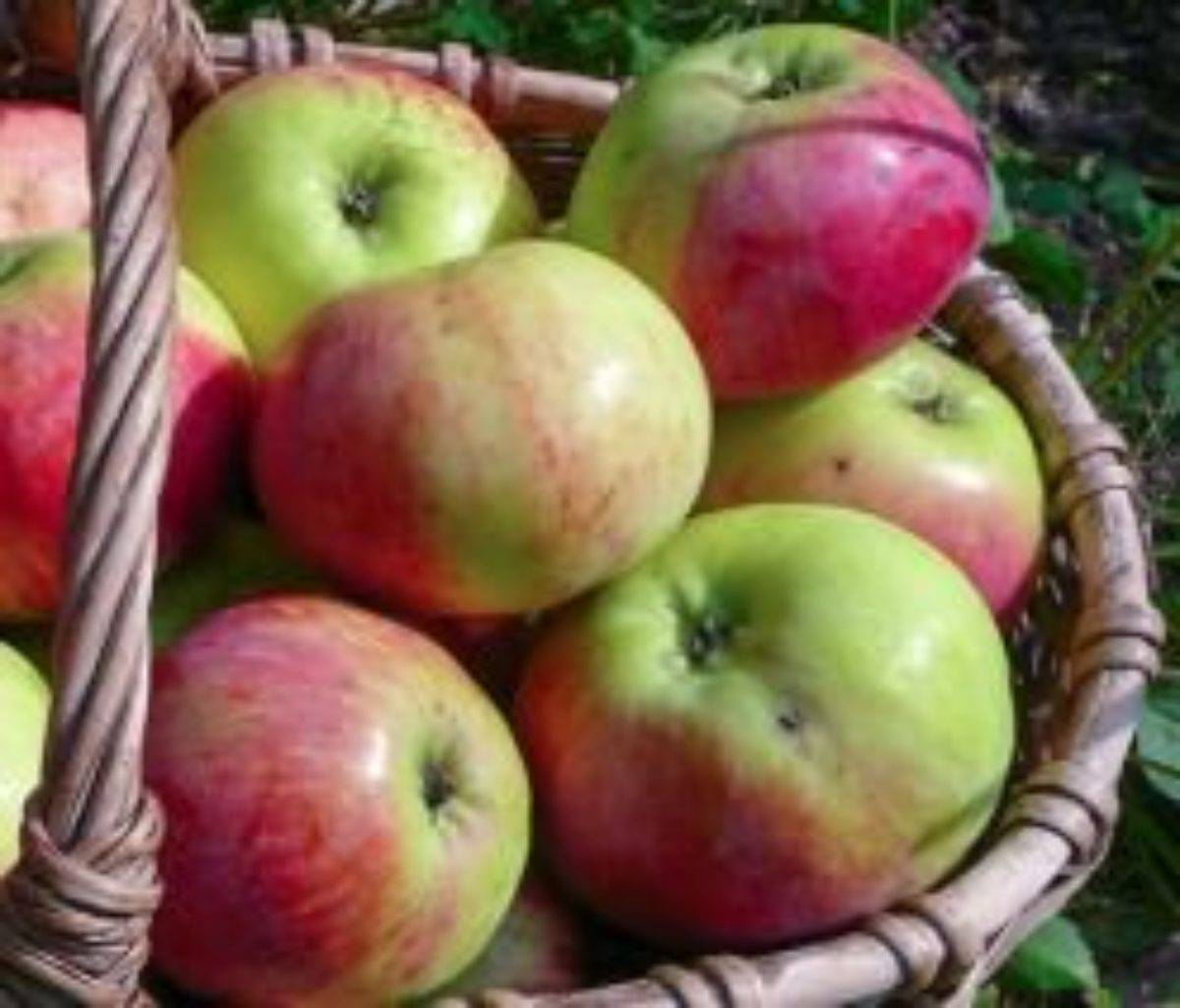 Описание сорта яблони «орловим» с фото и отзывами