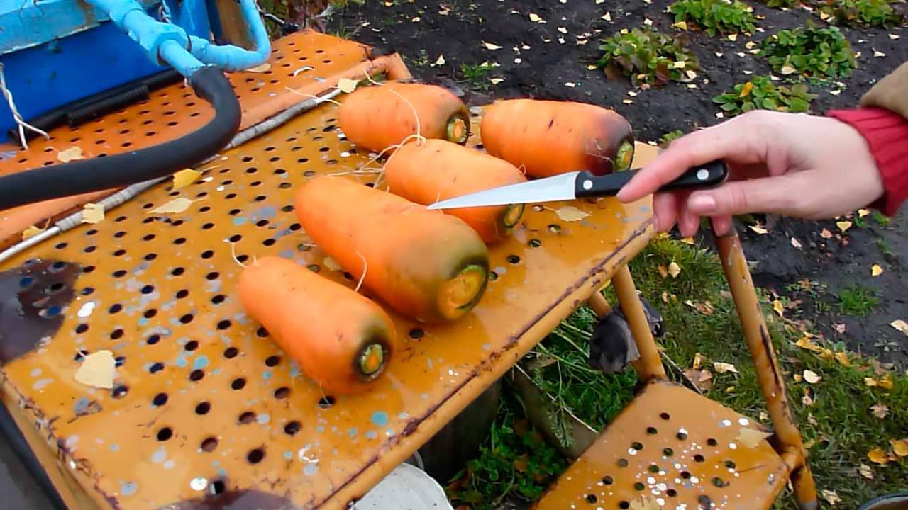 Преимущества и недостатки посадки моркови в гранулах. подробно о способе и возможных ошибках