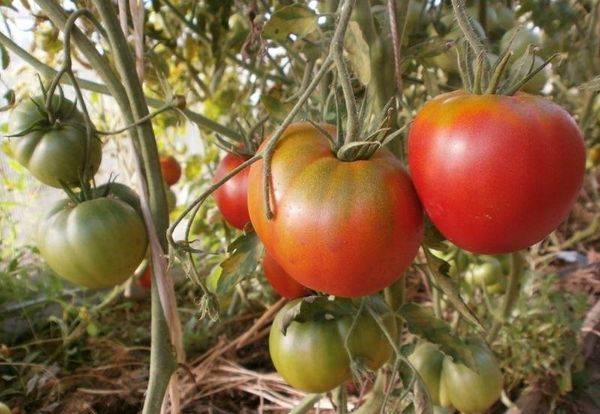Сорт помидор «космонавт волков»: характеристика и агротехника выращивания