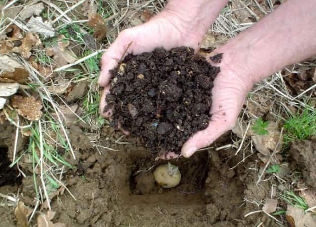 Как удобрить почву под картофель при посадке?