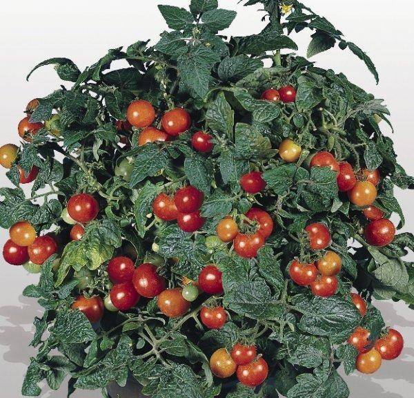 Балконные томаты: лучшие сорта и гибриды, правила выращивания на балконе, лоджии, подоконнике