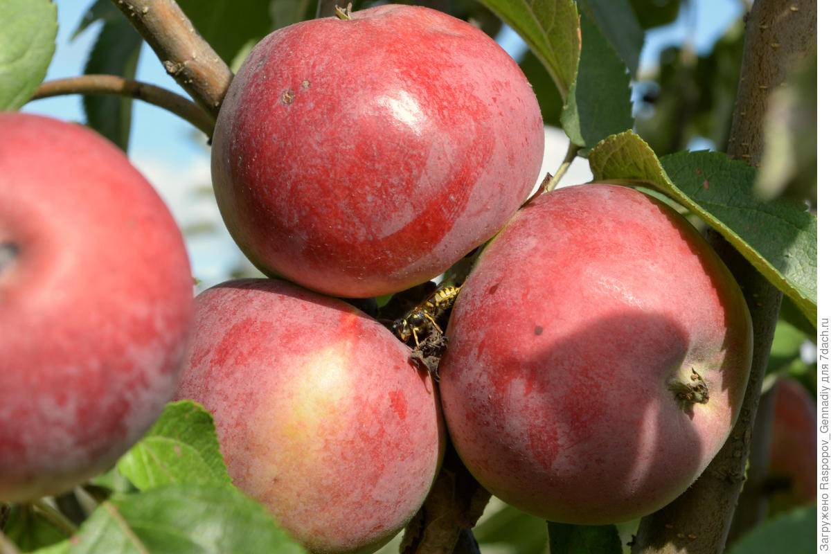 Описание сорта яблони дарена: фото яблок, важные характеристики, урожайность с дерева