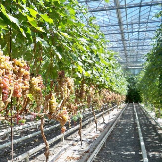 Опыт выращивания винограда в сибири - сад