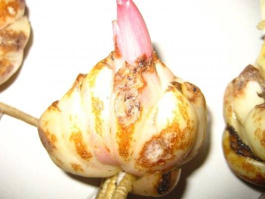 Как хранить луковицы лилии зимой в домашних условиях до посадки