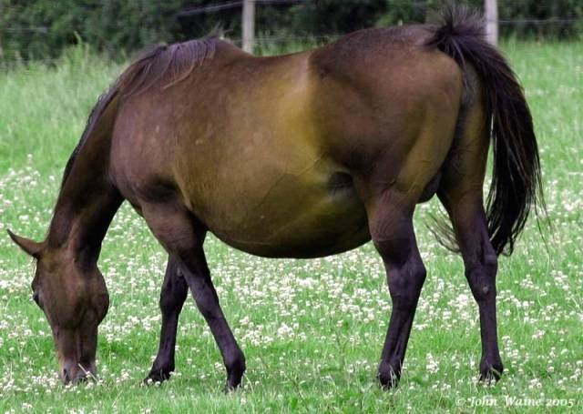 Сколько ходит беременная лошадь? 26 фото сколько месяцев длится беременность? как определить срок беременности? как ухаживать за кобылой во время вынашивания жеребенка?