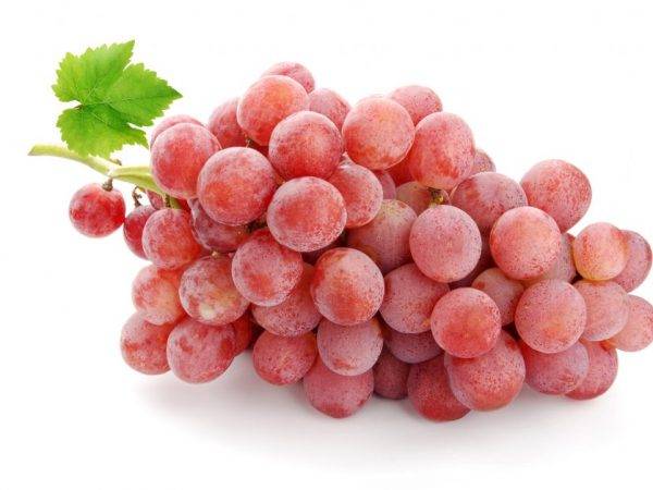 Описание винограда минский розовый