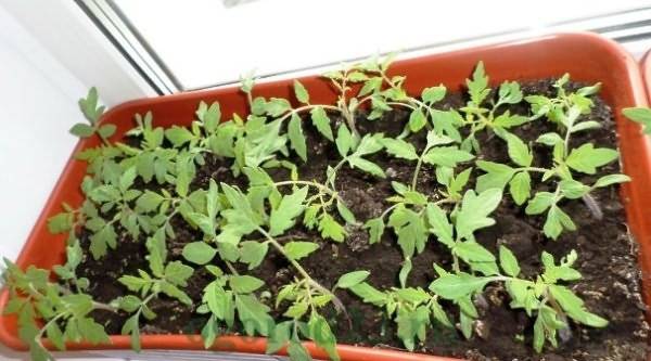 Как правильно пересадить рассаду помидоров в открытый грунт, теплицу или горшок?