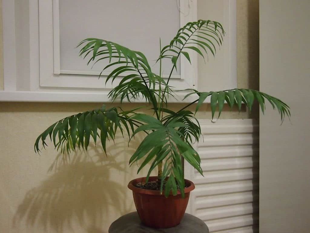 Выращивание бамбуковой пальмы в домашних условиях