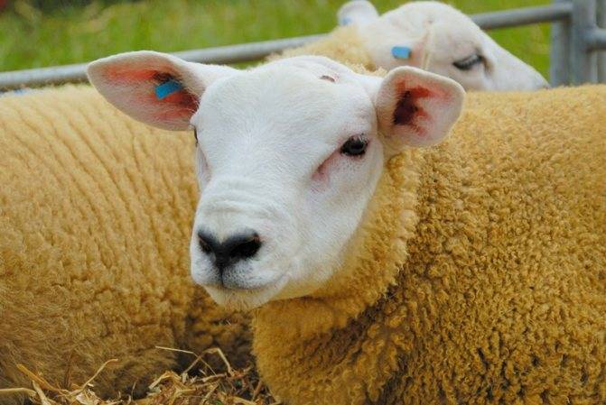 О породах овец: молочное и мясное направление, характеристики, племенные