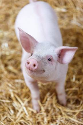 Какие препараты, витамины и гормоны давать для быстрого роста свиней