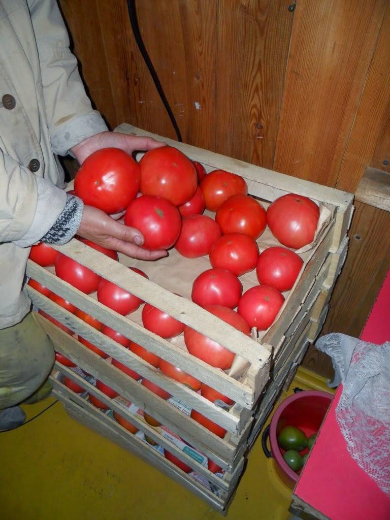 Выращивание помидоров под укрывным материалом - садоводству да