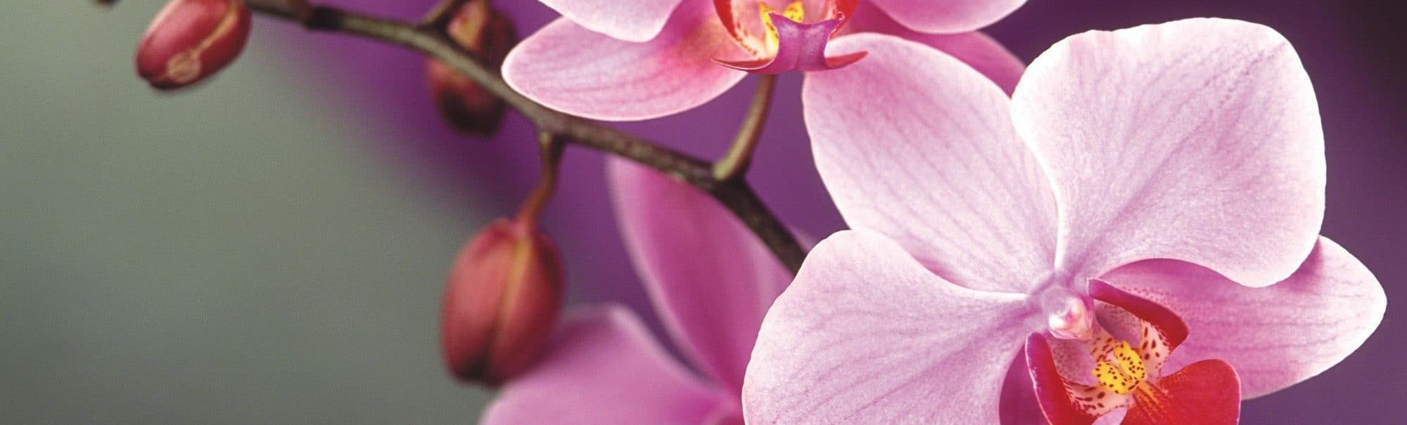 Можно ли пересаживать цветущую орхидею: пошаговая инструкция