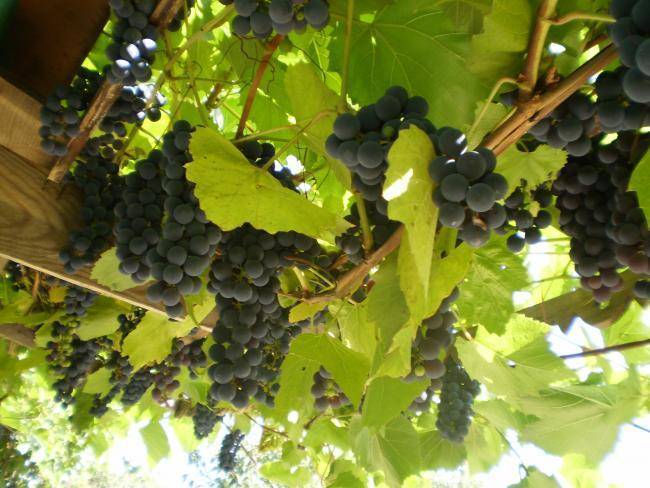 Виноград изабелла – описание сорта, посадка и уход, формирование куста + фото