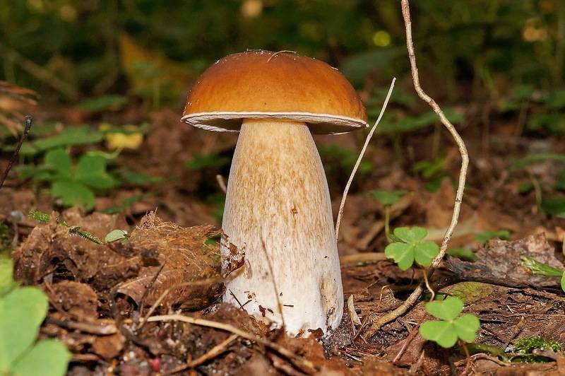 Подосиновик - фото и описание - грибы | дом, сад и огород