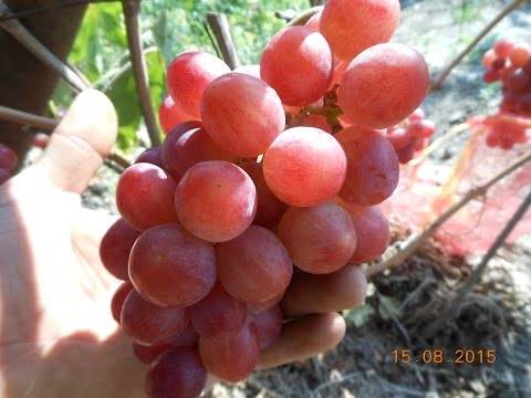 Виноград дарья: описание сорта (фото)