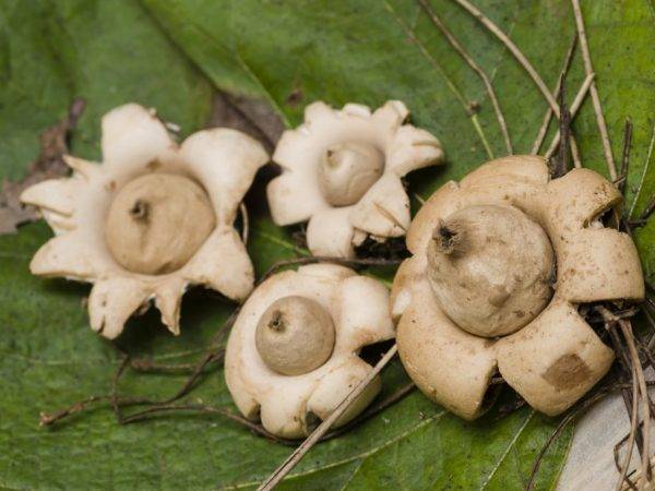 Звездовик сводчатый: полезные свойства и возможный вред, разновидности гриба и его применение