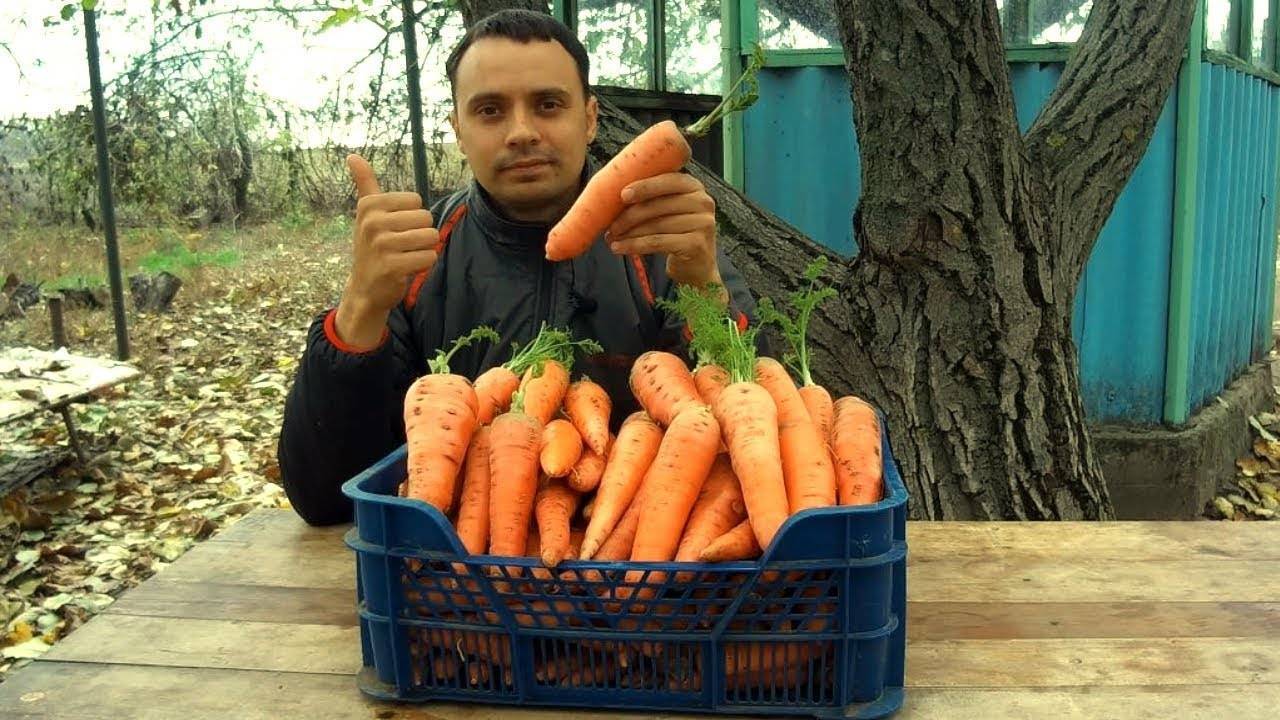 Среднеранний сорт моркови с повышенным содержанием каротина: детская сладкая