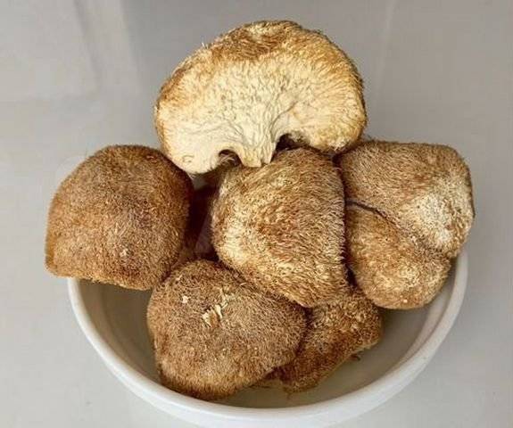 50 фото грибов «ежовик», ? названия, описания, как отличить