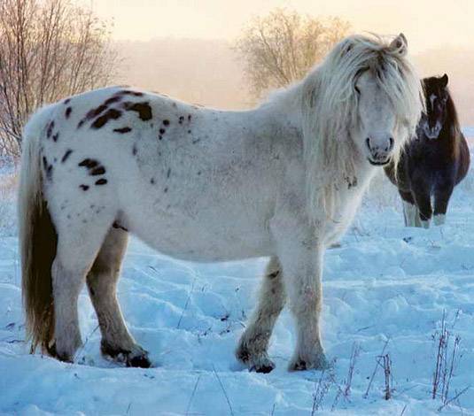 Якутская лошадь (саха ата): фото породы, описание, содержание
