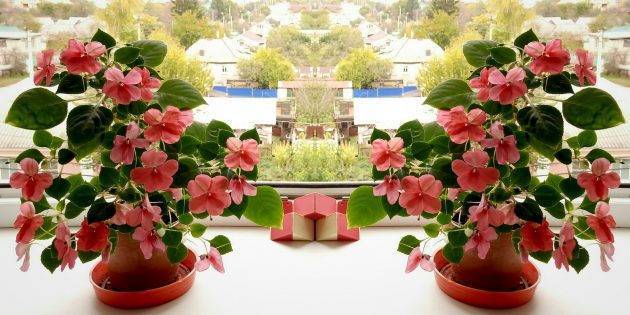 Неприхотливые комнатные растения, цветущие круглый год