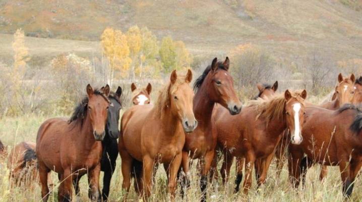 Русские породы лошадей: виды пород, история, внешний вид, фото
