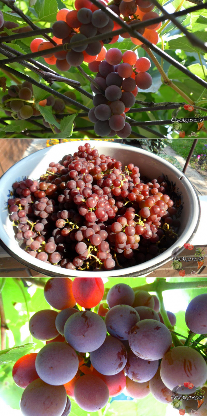Сорт винограда лидия - полезная информация