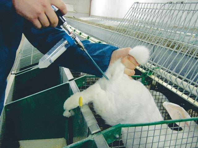 Искусственное осеменение кроликов: оборудование, технология, рентабельность  — vkmp