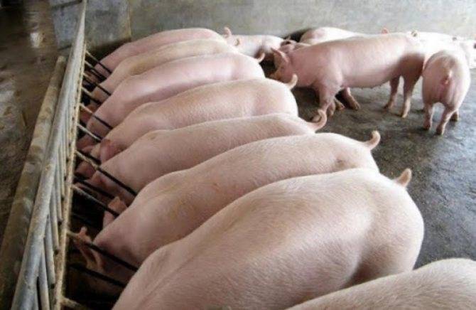 Разведение свиней в домашних условиях, бизнес-план