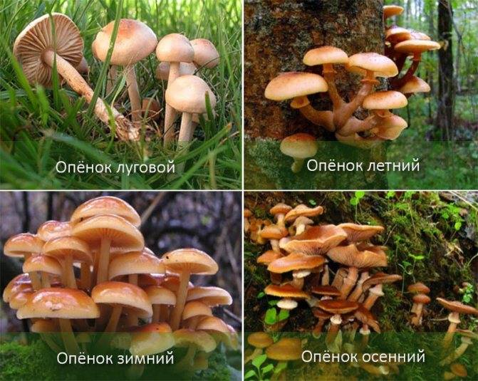 Опята - фото и описание. когда собирать и как готовить? как отличить ложный опенок от настоящего гриба