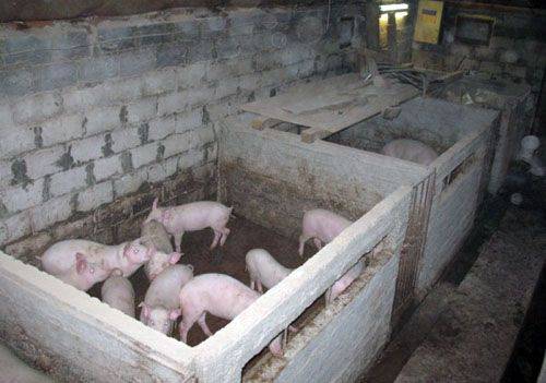 Свинья (79 фото): описание поросят и домашних свиней, их разведение в домашних условиях для начинающих