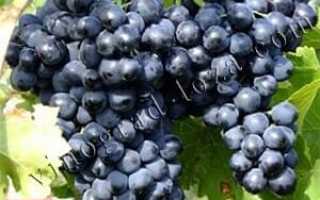 Описание винограда сорта Левокумский