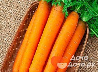 Популярный в россии сорт моркови самсон – характеристика, особенности выращивания