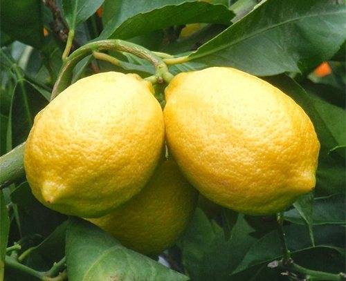Лимонное дерево в домашних условиях: виды, правила ухода, проблемы выращивания