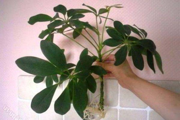 Как ухаживать за комнатным растением шефлера в домашних условиях