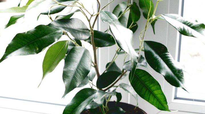Фикус мелколистный (33 фото): уход в домашних условиях за фикусом с мелкими листьями. как размножить фикус с маленькими листочками?