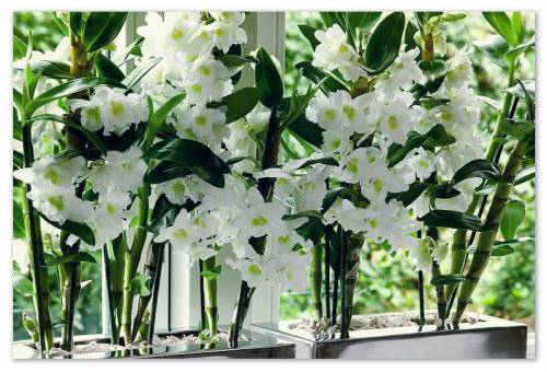 Дендробиум (59 фото):названия разновидностей цветка, размножение орхидеи и уход в домашних условиях