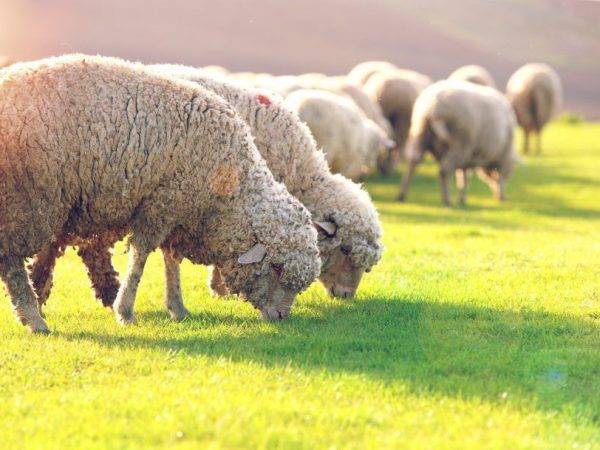 Асканийская порода овец: описание и характеристика