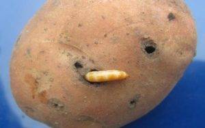 Как бороться с нематодой картофеля